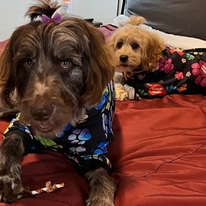 Meet your Posher, Iwana